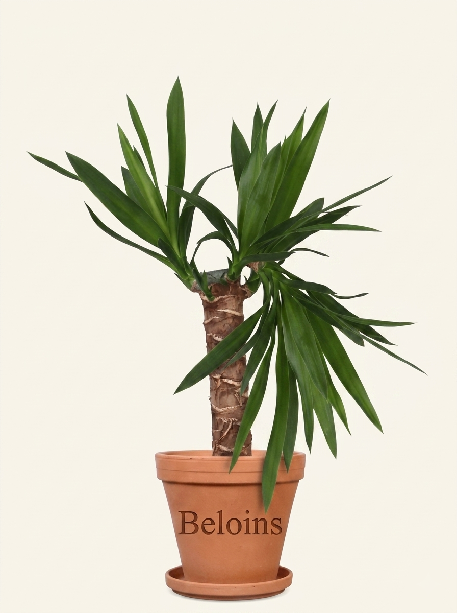 Yucca (Palmlilie) (S)