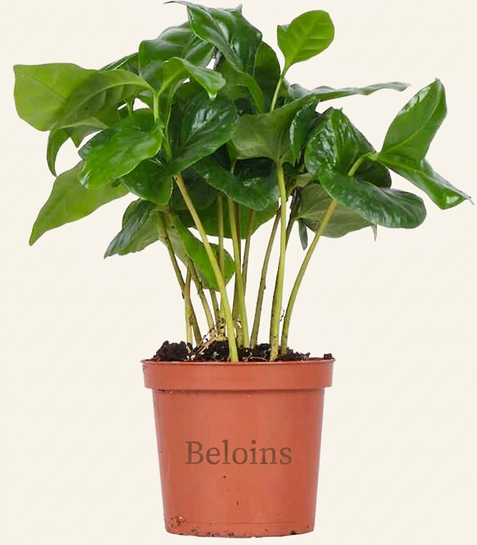 Coffea arabica (Kaffeepflanze) (XS)