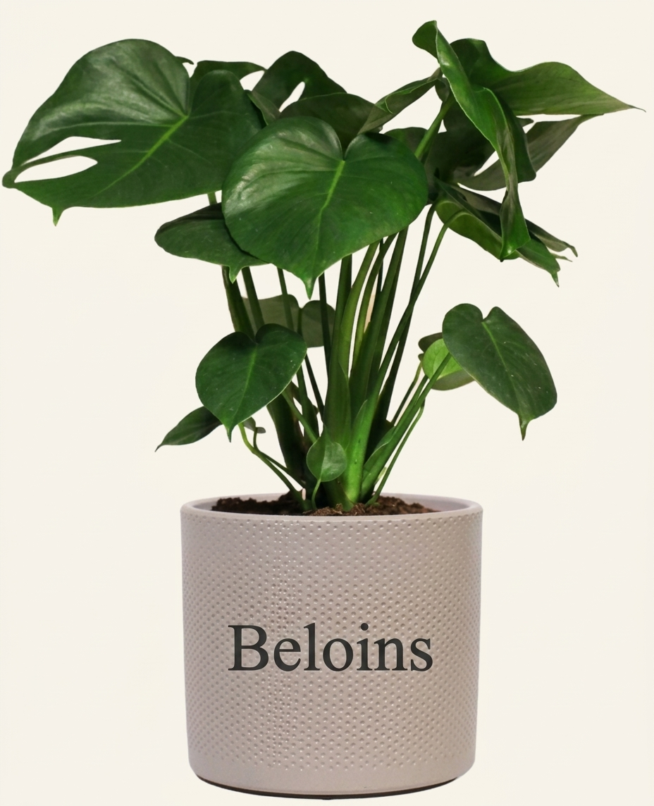 Monstera deliciosa (Fensterblatt) (M)