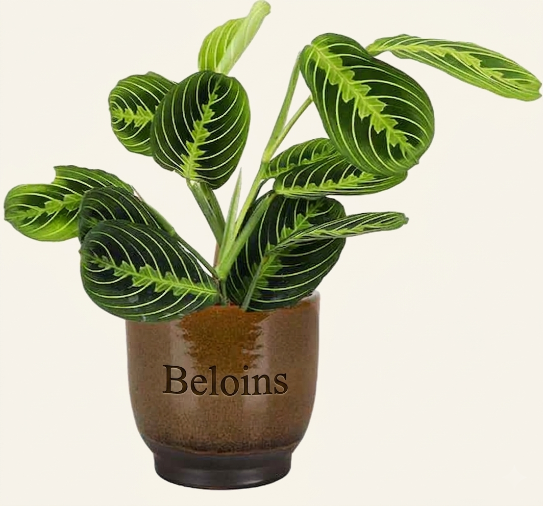 Maranta Lemon Lime (Pfeilwurz)
