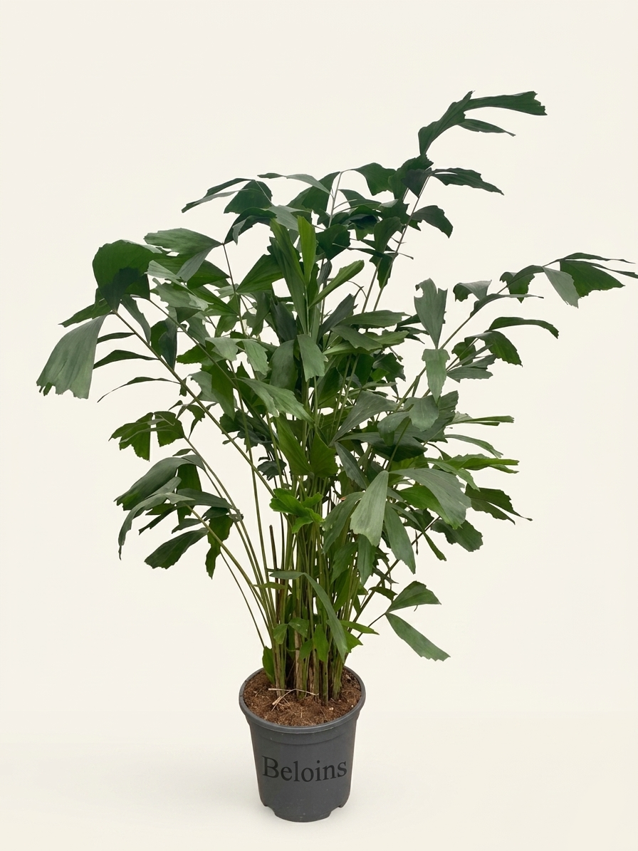 Caryota mitis (Groggy Zweige)