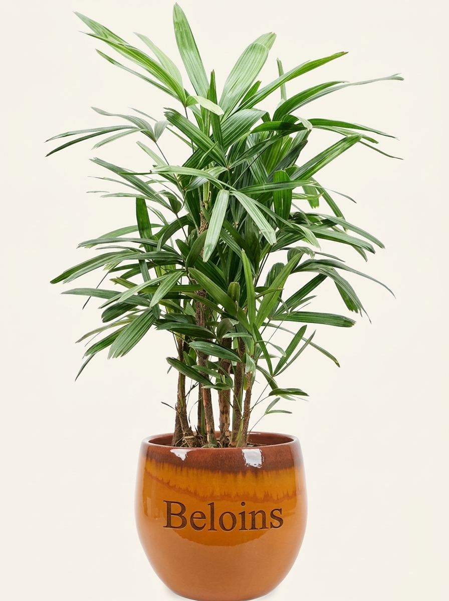 Rhapis excelsa (Steckenpalme) (L)