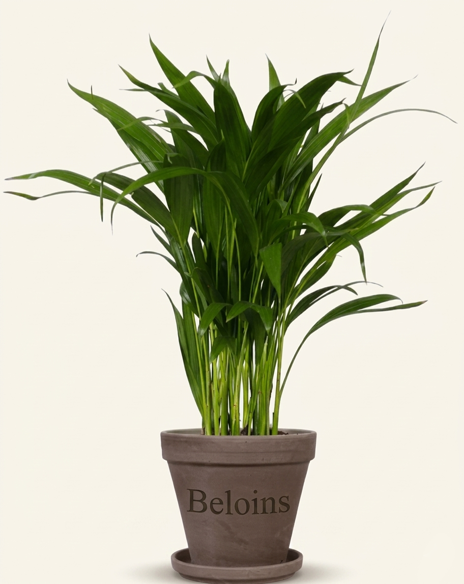 Areca Palme (Goldfruchtpalme) (M)