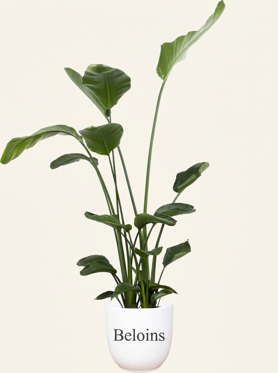 Strelitzia nicolai (Paradiesvogelblume) (XL)