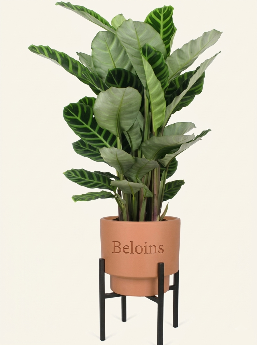 Calathea zebrina (Korbmarante) (M)