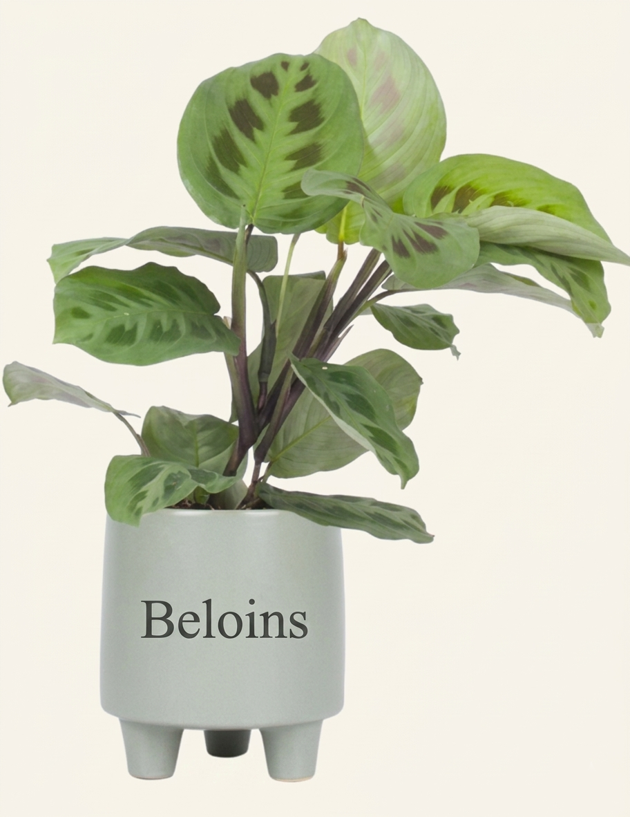 Maranta leuconeura kerchoveana (Pfeilwurz) (S)