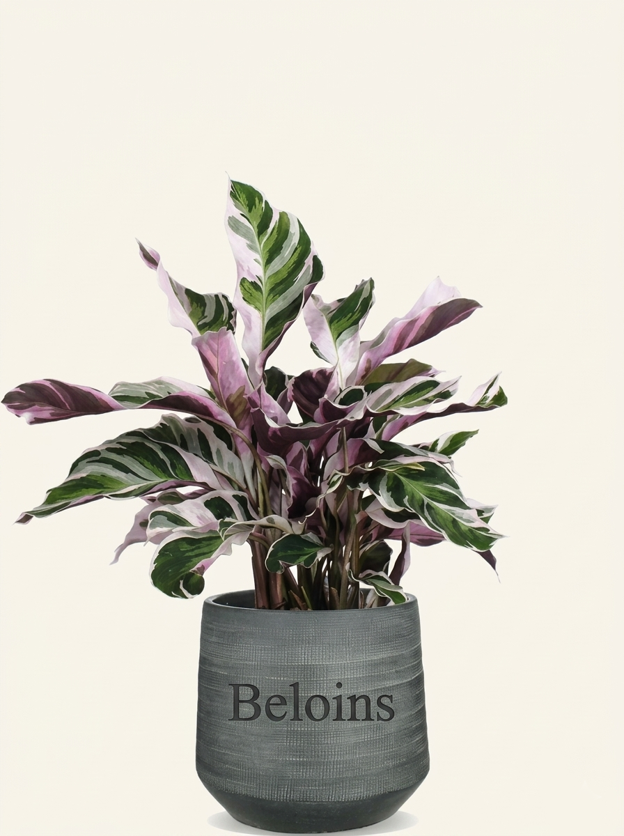 Calathea fusion white (Korbmarante) (S)