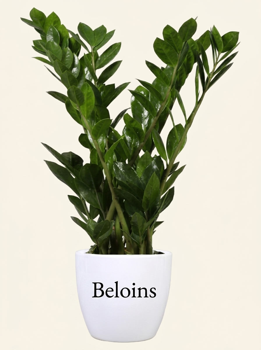 Zamioculcas (Glücksfeder) (M)