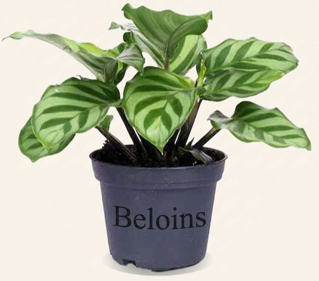 Calathea freddie (Korbmarante) (XS)