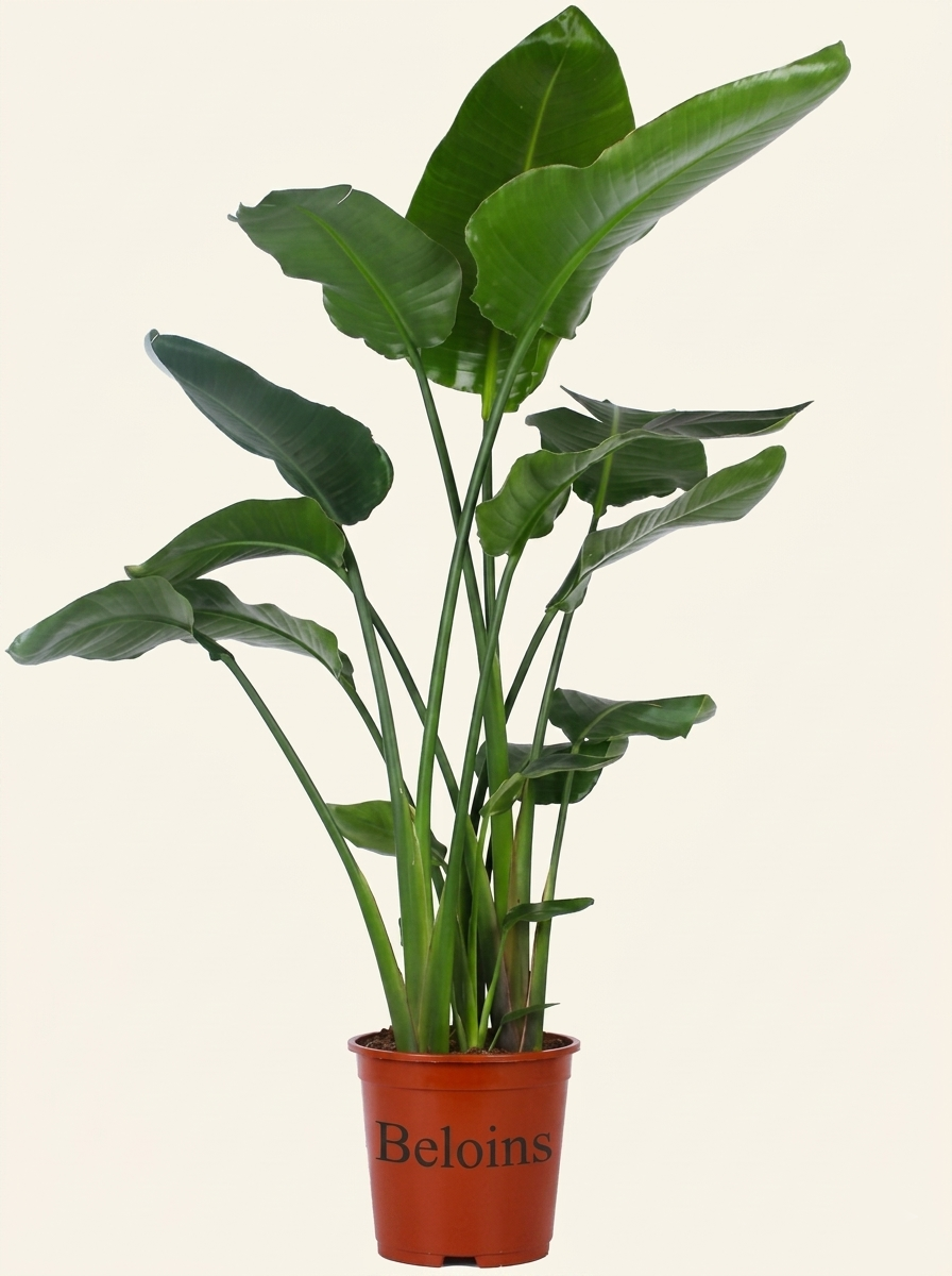 Strelitzia nicolai (Paradiesvogelblume) (XL)