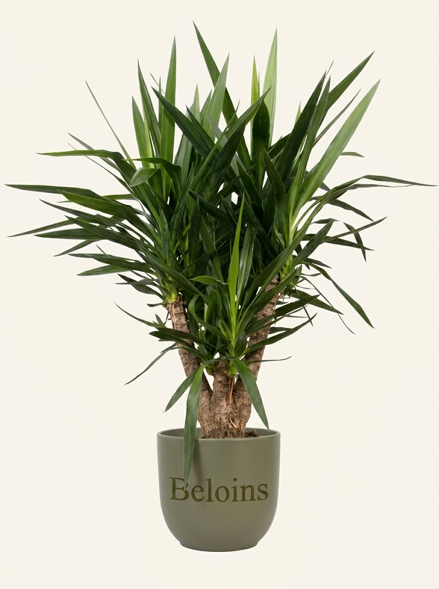 Yucca verzweigter Stamm (Palmlilie) (L)