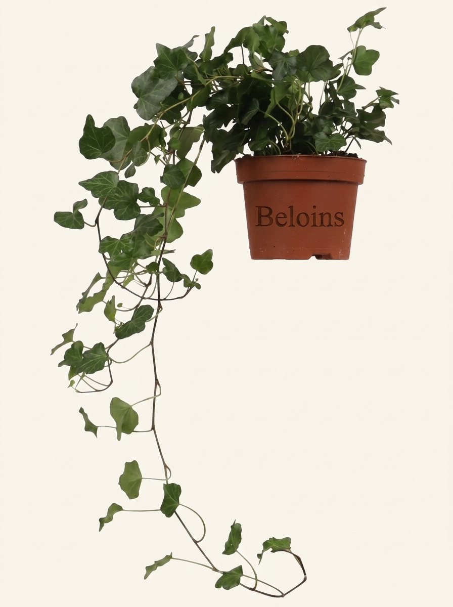 Hedera Helix Wonder (Efeu) (S)