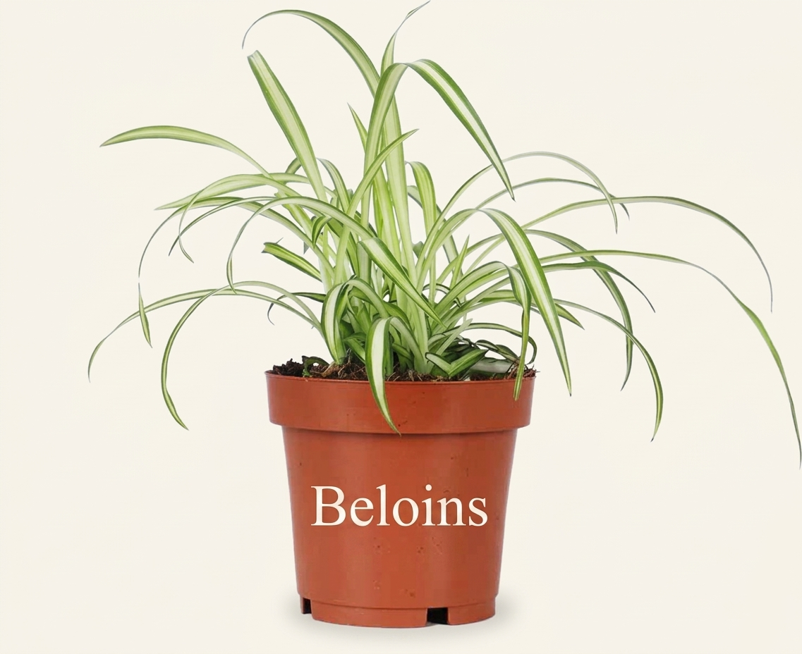 Chlorophytum (Grünlilie) (S)