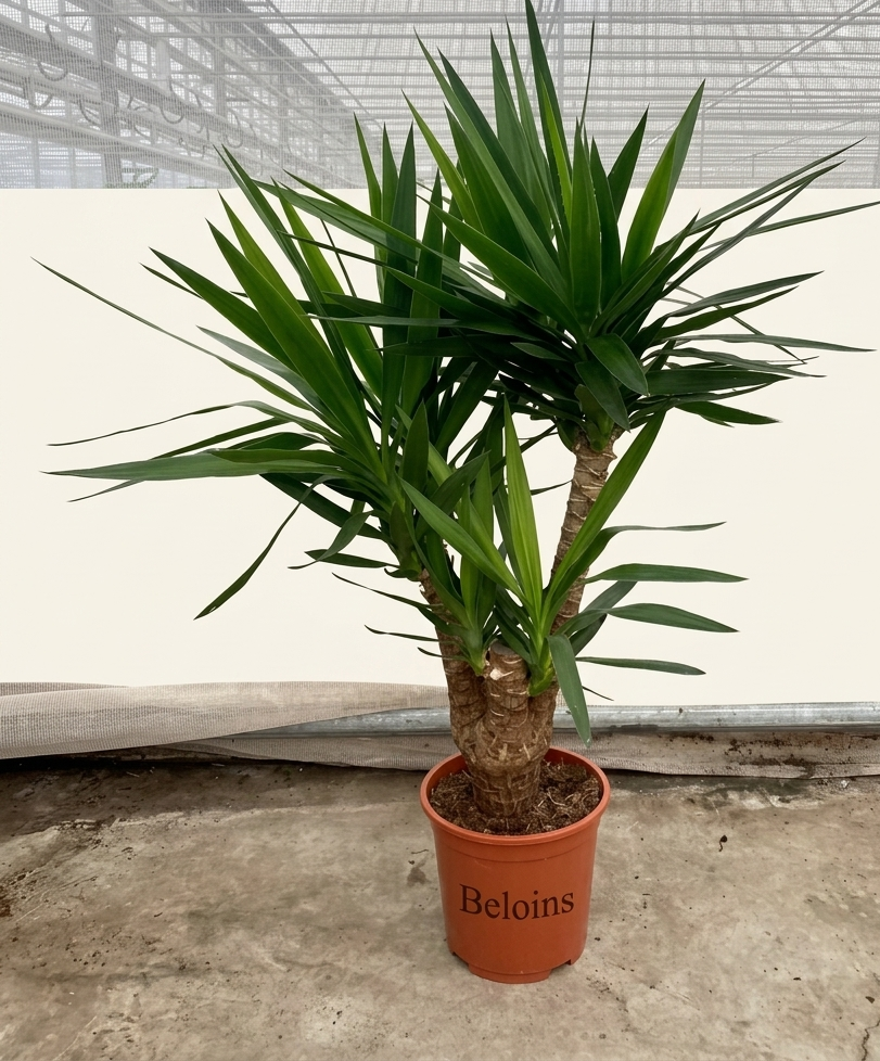 Yucca verzweigter Stamm (Groggy Zweige)