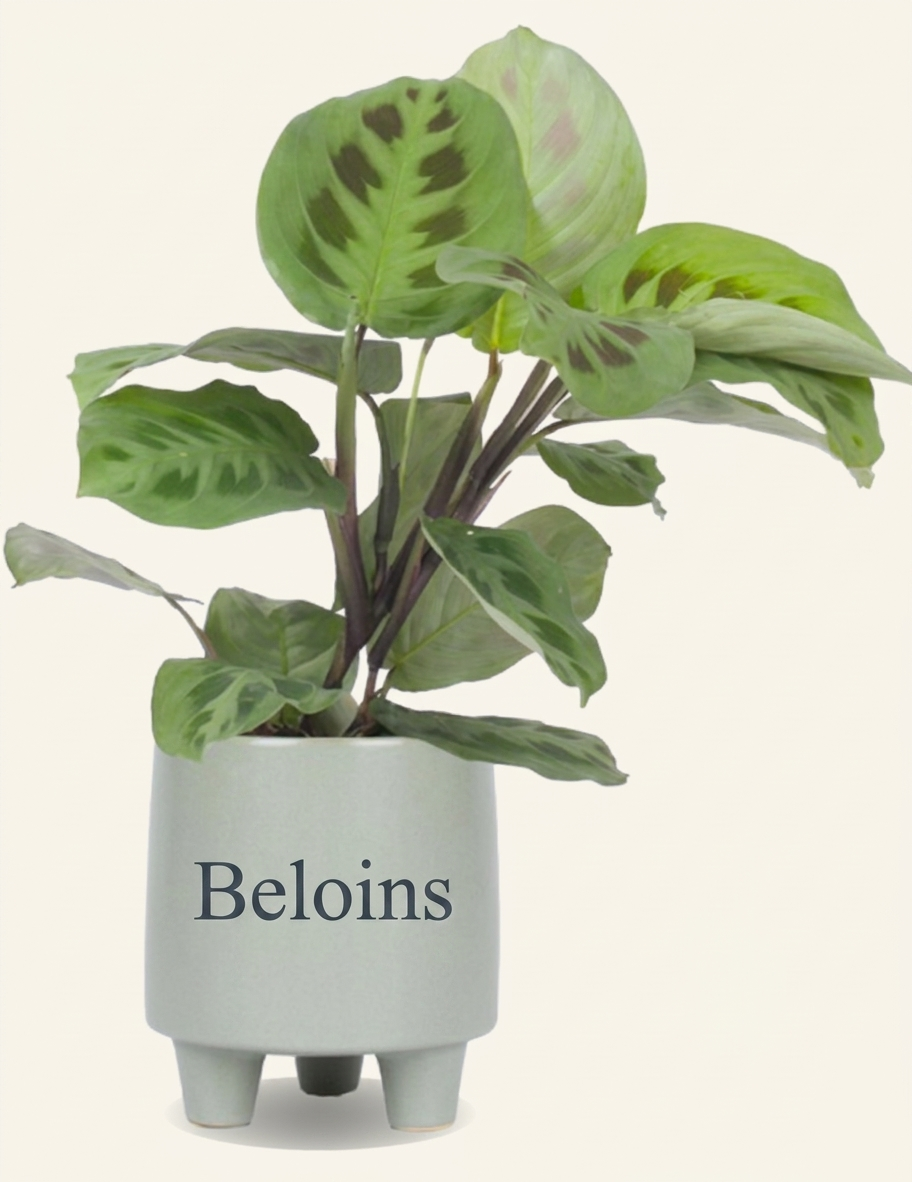 Maranta leuconeura kerchoveana (Pfeilwurz) (S)