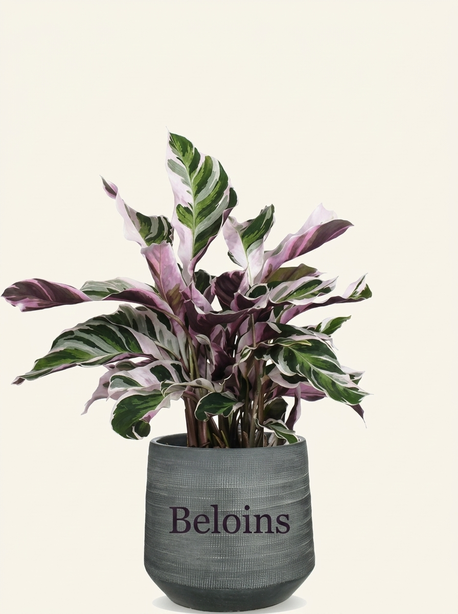 Calathea fusion white (Korbmarante) (S)