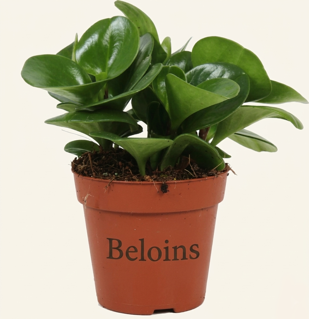 Peperomia obtusifolia (Zwergpfeffer) (S)