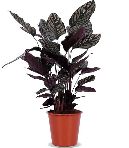 Calathea ornata (Korbmarante) (M)