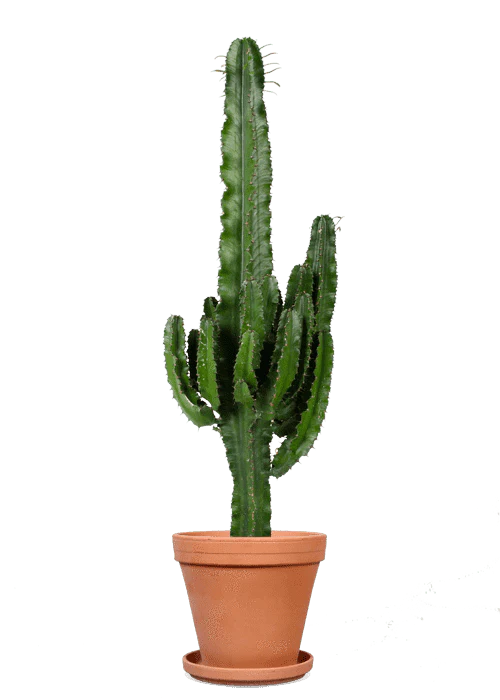 Euphorbia erytrea (Wolfsmilchkaktus) (L)