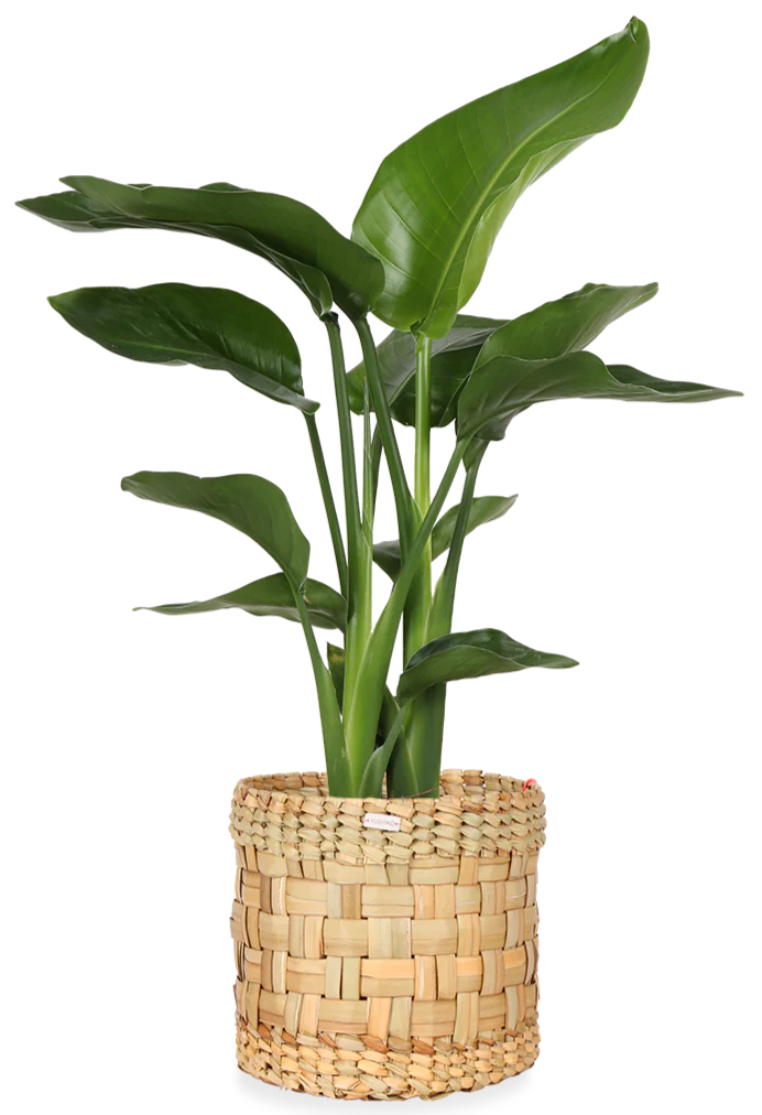 Strelitzia nicolai (Paradiesvogelblume) (M)