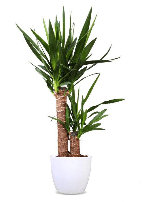 Yucca (Palmlilie) (M)