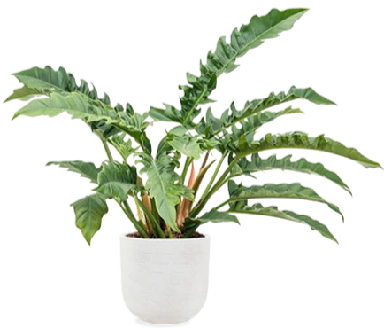Philodendron narrow (Baumfreund) (M)