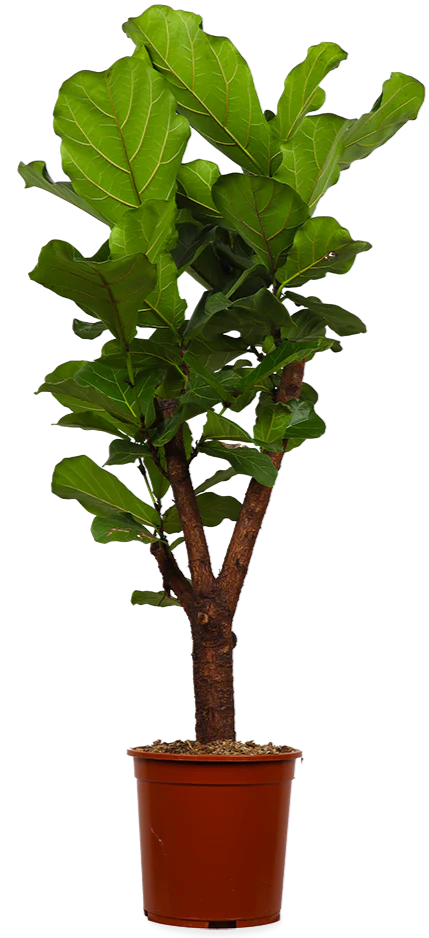 Ficus lyrata verzweigter Stamm (Geigenfeige) (L)