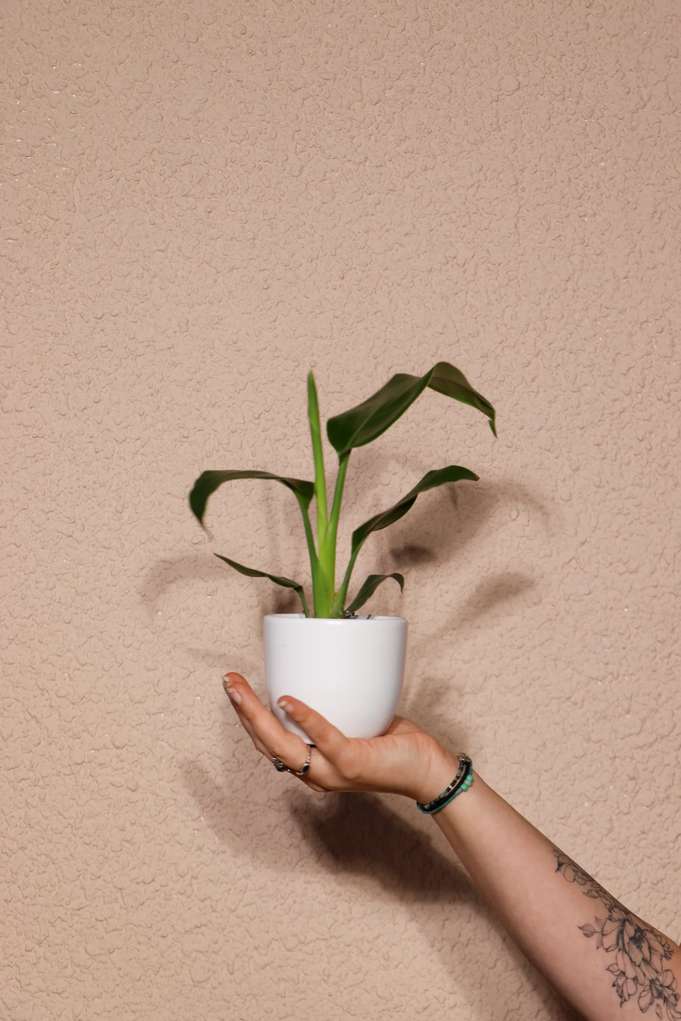 Strelitzia nicolai (Paradiesvogelblume) (XS)