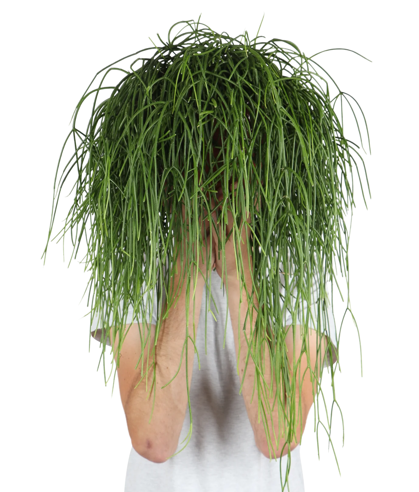 Rhipsalis baccifera (Korallenkaktus) (M)