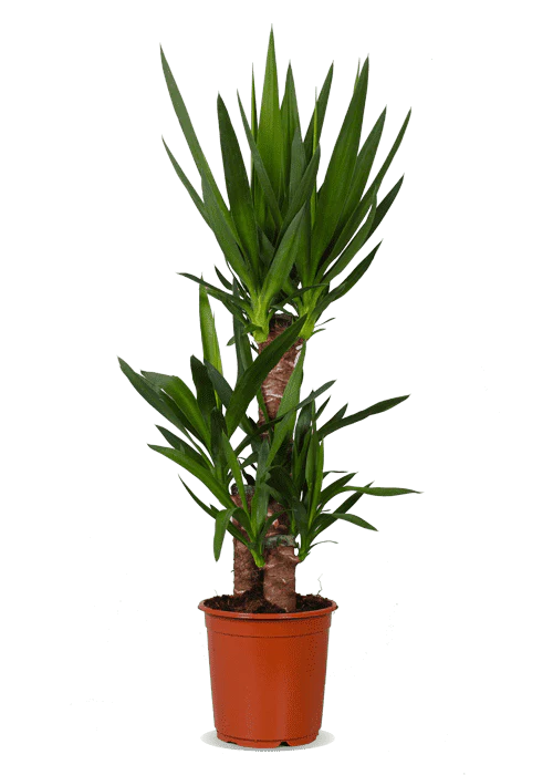 Yucca (Palmlilie) (L)