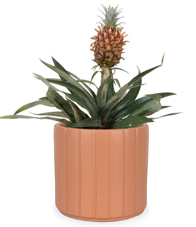 Ananas comosus mi amigo (Ananaspflanze) (S)