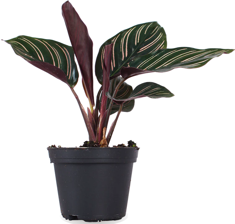Calathea ornata (Korbmarante) (XS)