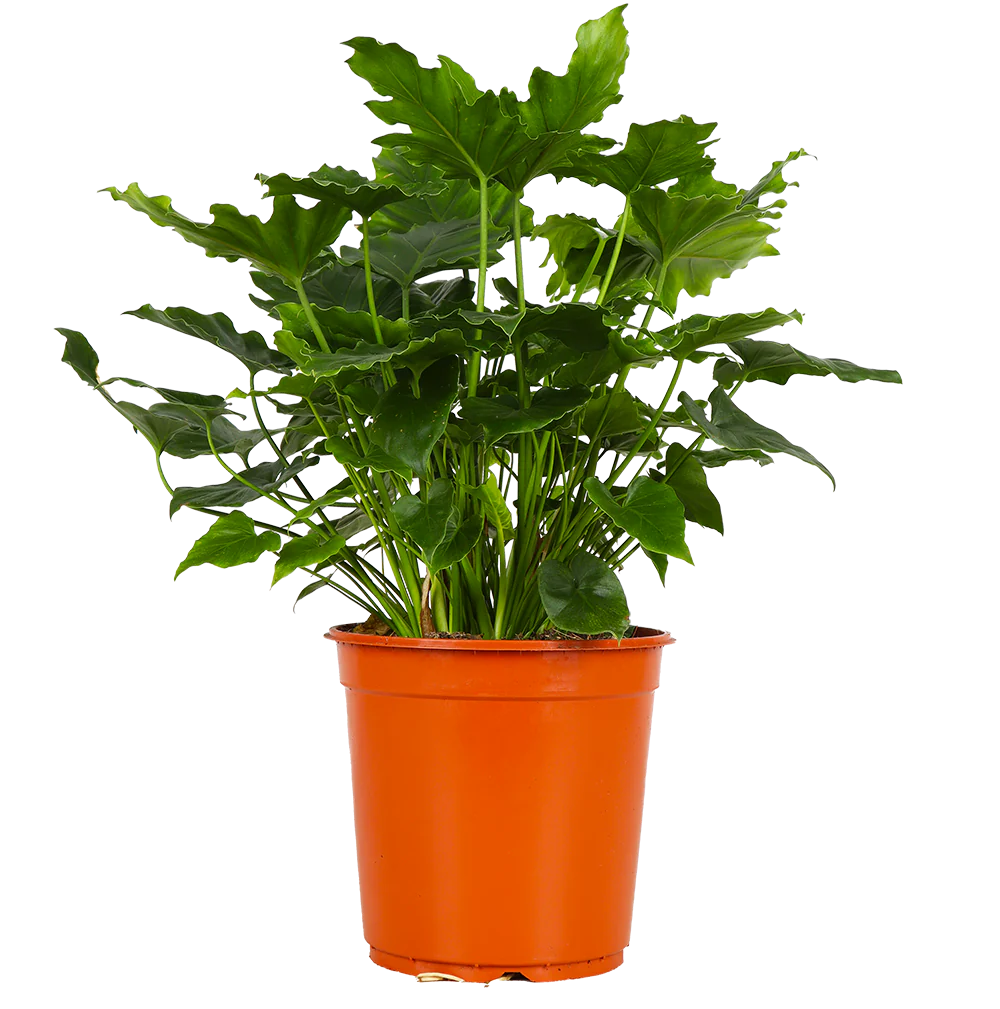 Philodendron shangri-la (Baumfreund)