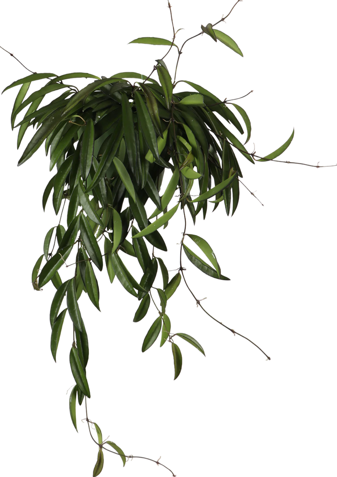 Hoya Wayetti (Wachsblume) (S)