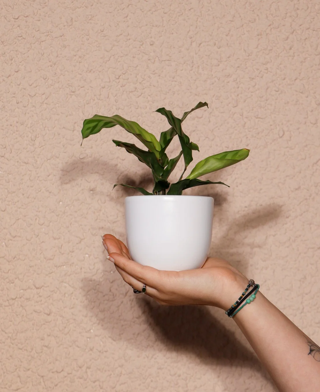 Calathea freddie (Korbmarante) (XS)