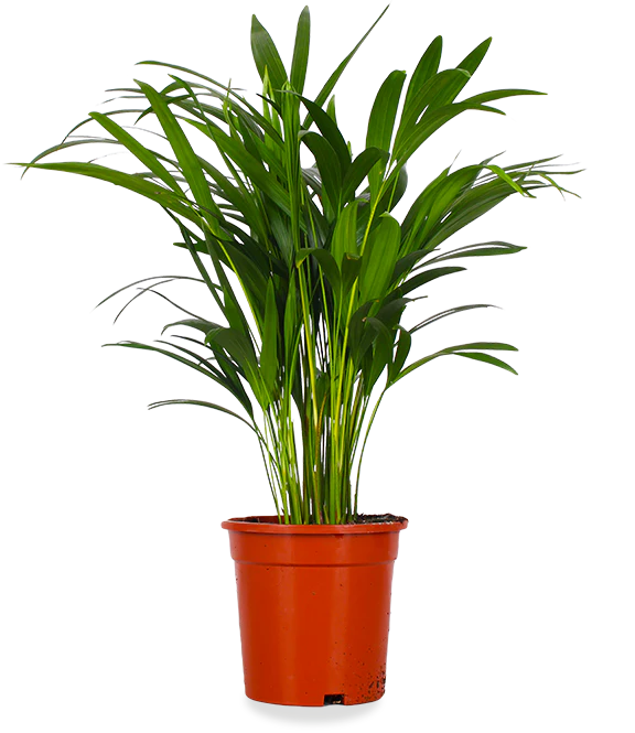 Areca Palme (Goldfruchtpalme) (M)