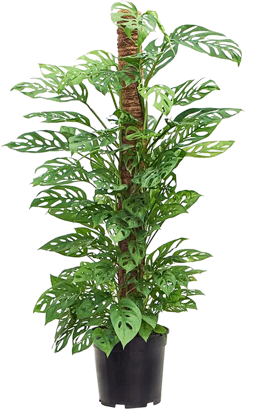 Monstera adansonii (Monkey leaf) (L)