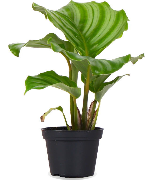 Calathea orbifolia (Korbmarante) (XS)