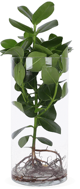 Clusia in Wasser (Balsamapfel) (M)