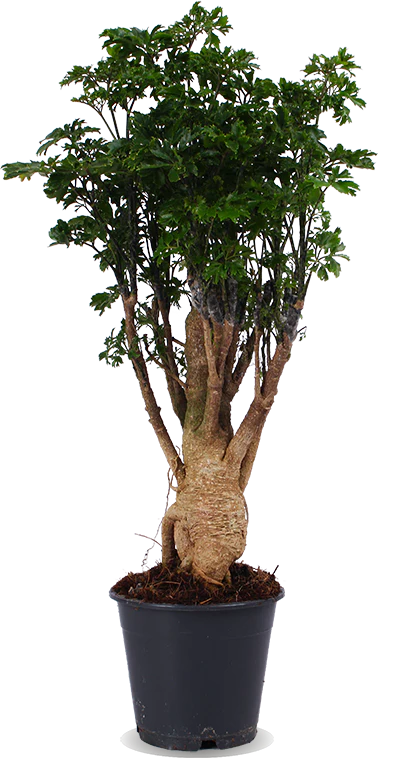 Polyscias parsley bonsai (Fiederaralie) (M)