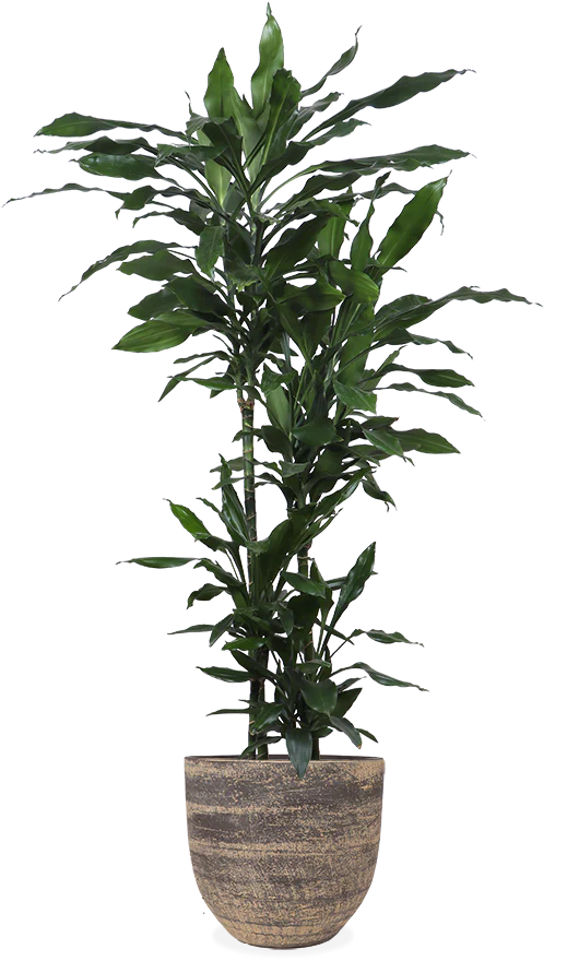 Dracaena janet lind (Drachenbaum) (XL)