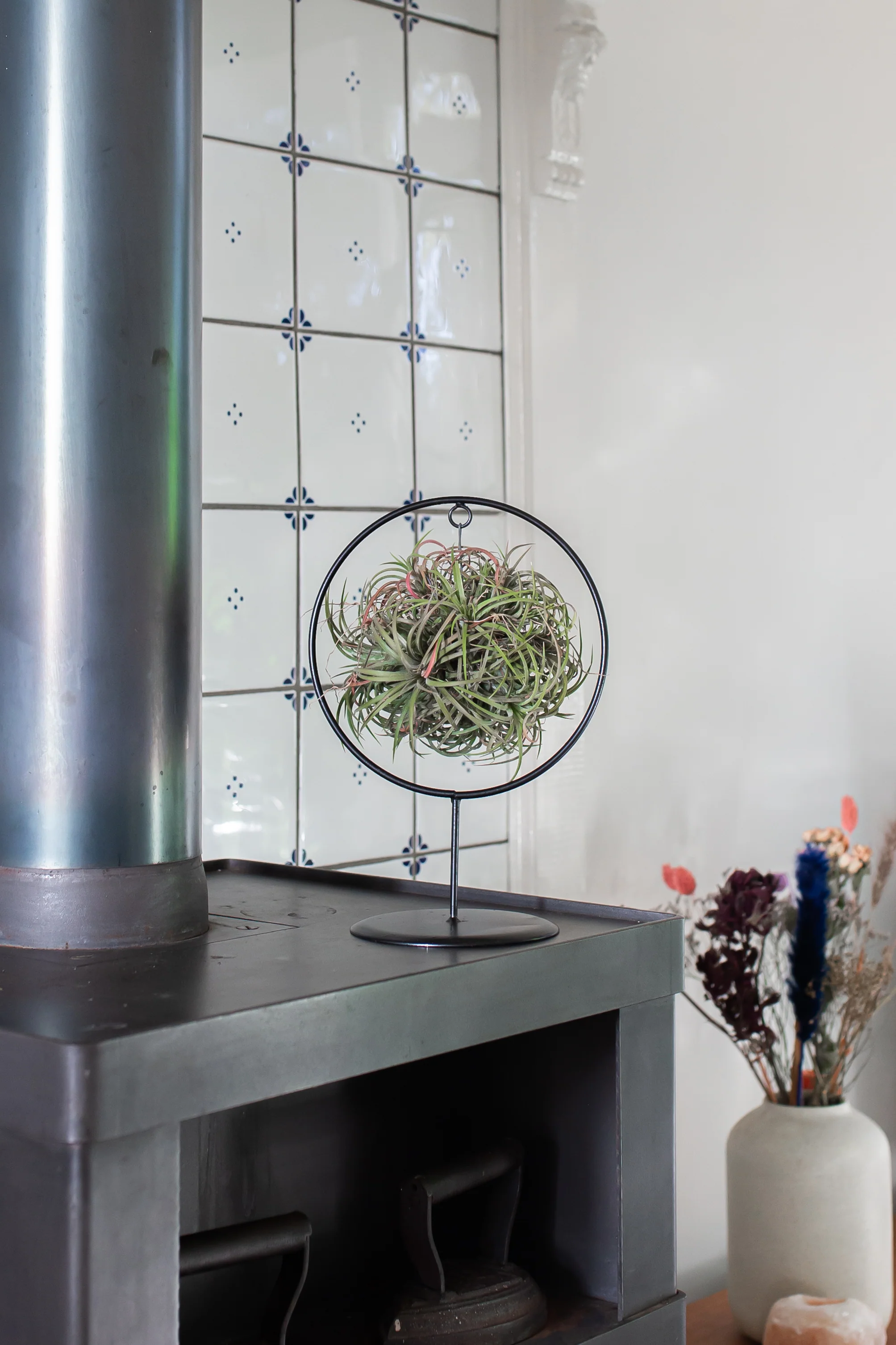 Tillandsia magic ball im Ring (Luftpflanze)