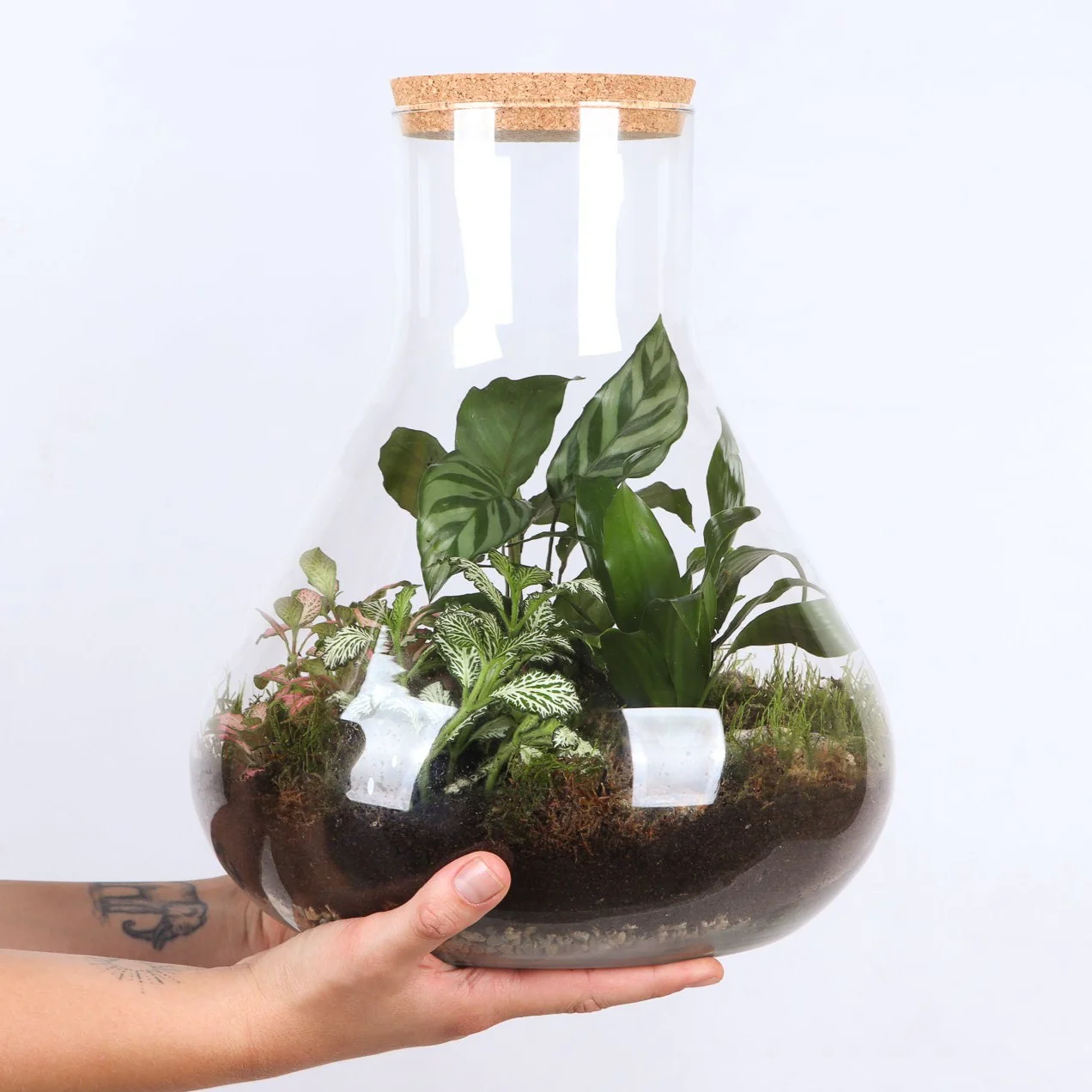 Terrarium Erlenmeyer (Flaschengarten) (L)