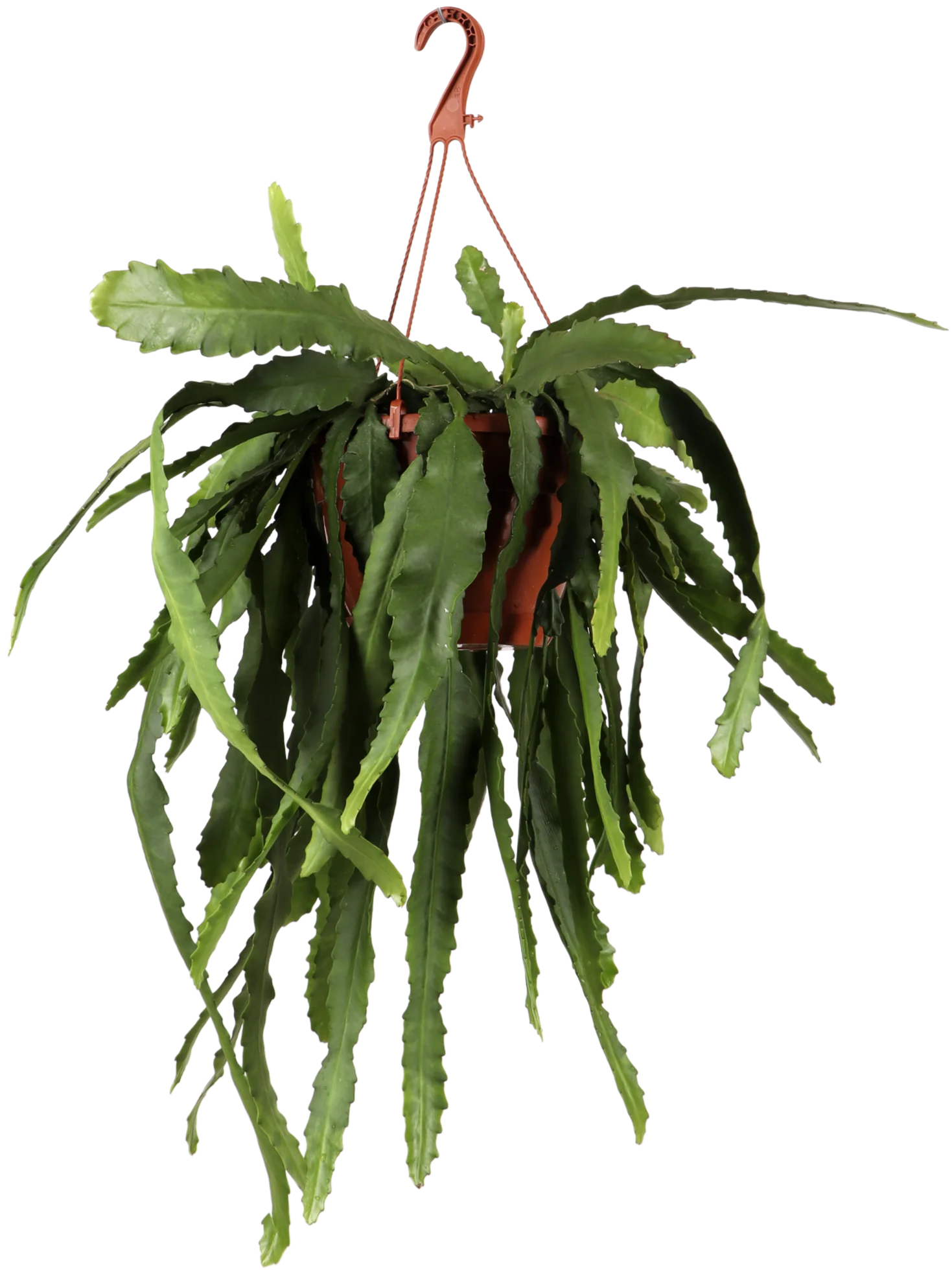 Epiphyllum pumilum (Zwergiger Blattkaktus) (M)