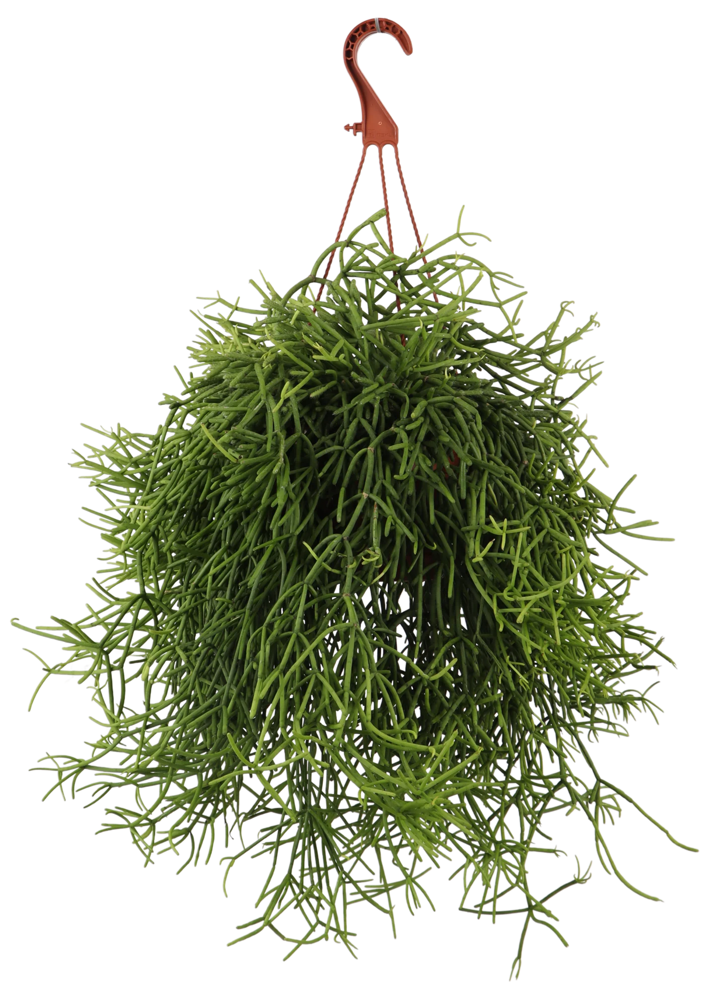 Rhipsalis heteroclada (Peitschenkaktus) (S)