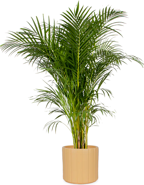 Areca Palme (Goldfruchtpalme) (XL)
