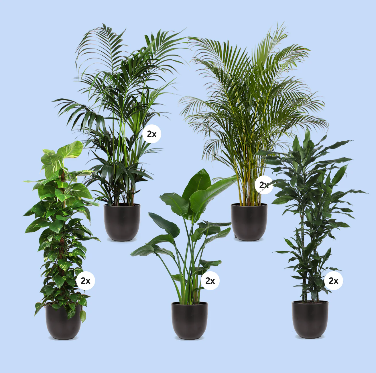 Die grünen Giganten