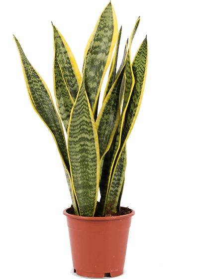 Sansevieria laurentii (Bogenhanf) (S)