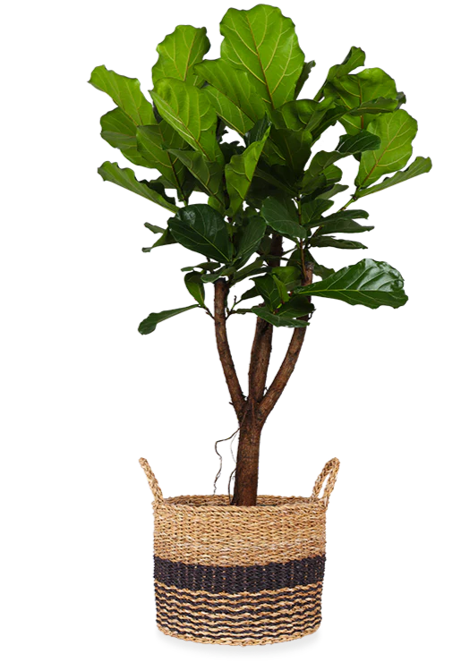 Ficus lyrata verzweigter Stamm (Geigenfeige) (XL)