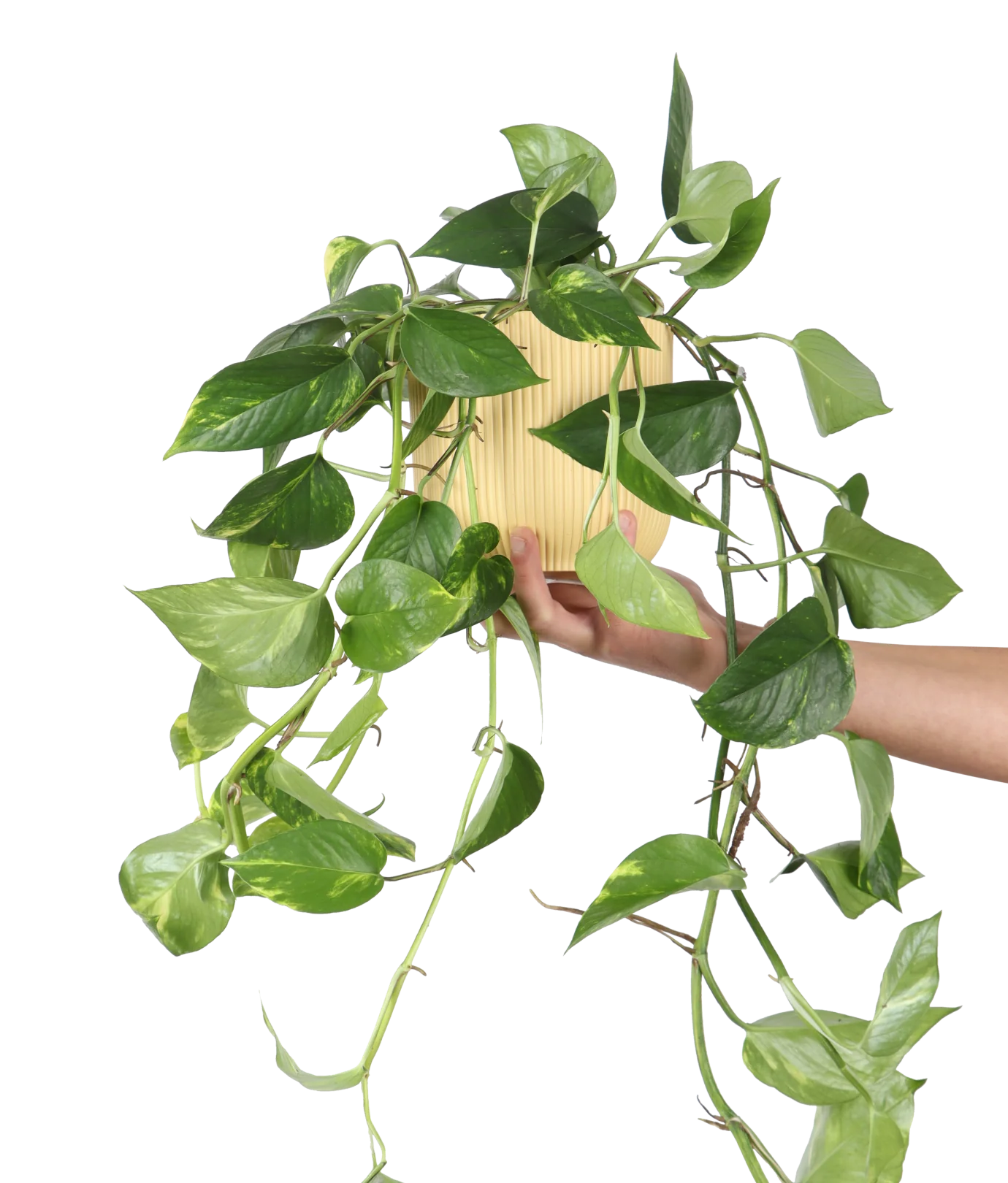 Epipremnum aureum (Efeutute) (M)